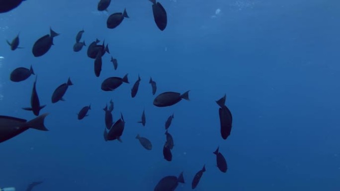 独角兽鱼在蓝色的水中游泳。圆滑的独角鱼，Naso hexacanthus，印度洋，马尔代夫