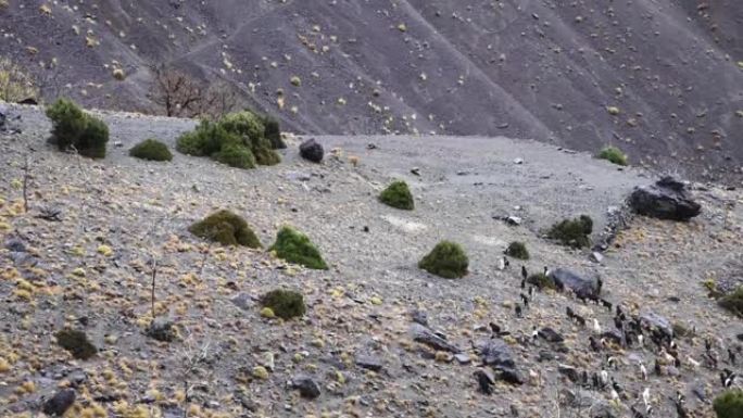 摩洛哥高阿特拉斯山脉Imlil的山羊放牧山