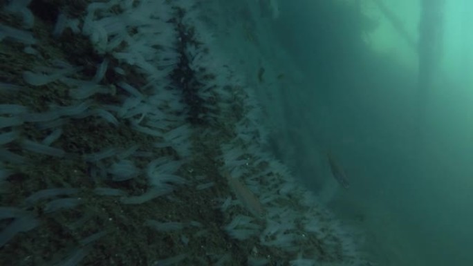 挪威学校p (Trisopterus esmarkii) 在大型海鞘殖民地透明海鞘或黄色海鞘 (Ci