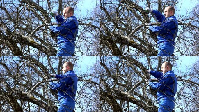 人在果园的春天剪下李子苹果树树枝。4K