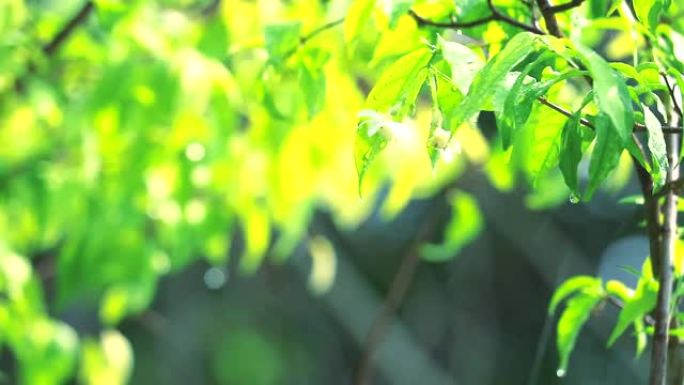 雨滴在花园里，模糊的绿色背景在下午的风和阳光下移动，树叶上的反射