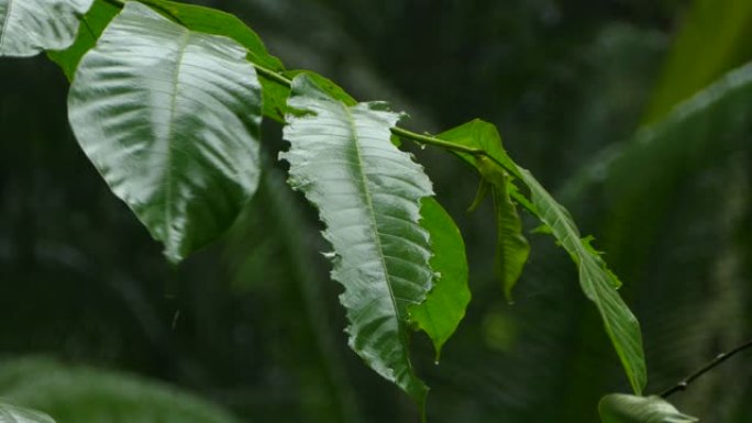 热带郁郁葱葱的环境，少有雨滴落在纯绿色的叶子上