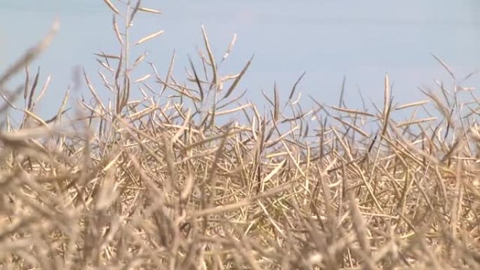 在农民的田地上成熟的油菜籽作物。油菜籽收获。农业 -- 田间成熟油菜籽