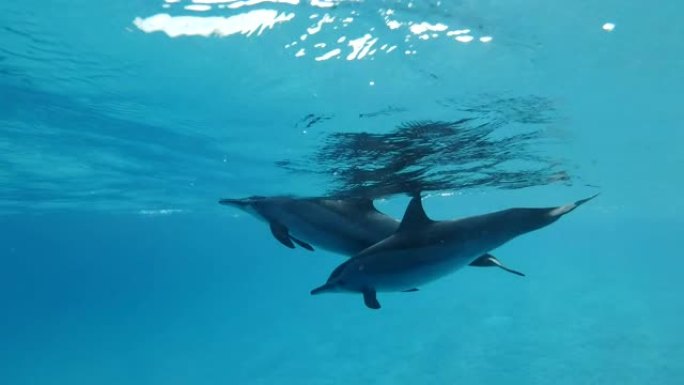 海豚，母亲和婴儿的家庭在早晨的阳光照射下在蓝色的水面下游泳。旋转海豚 (Stenella longi