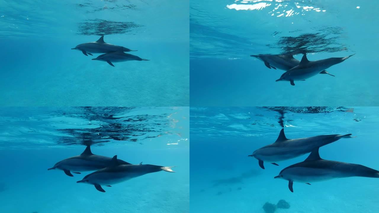 海豚，母亲和婴儿的家庭在早晨的阳光照射下在蓝色的水面下游泳。旋转海豚 (Stenella longi