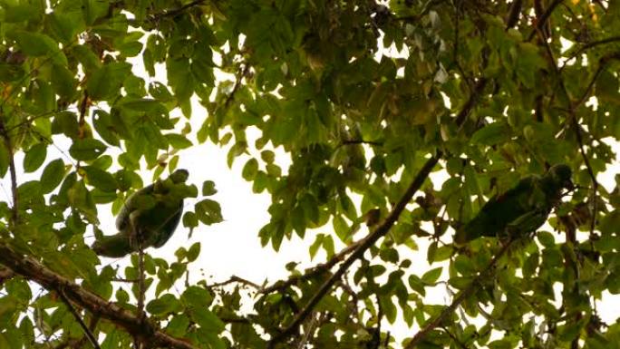 巴拿马的一对粉状鹦鹉栖息在树枝的内部