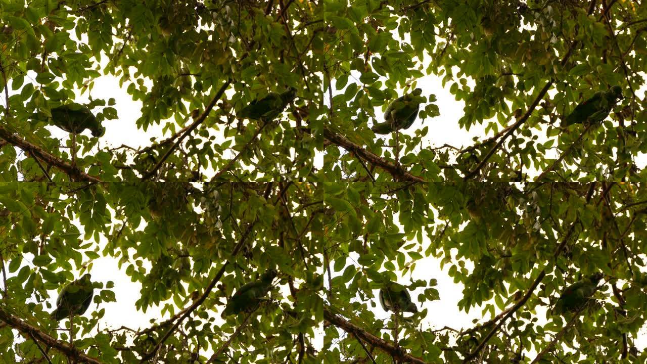 巴拿马的一对粉状鹦鹉栖息在树枝的内部