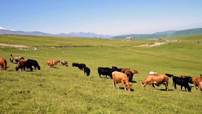 在阳光明媚的夏日，牛在北高加索因纳尔高原脚下的高山绿色悬崖上吃草。在自然景观上耕种和放牧牛的概念。黑