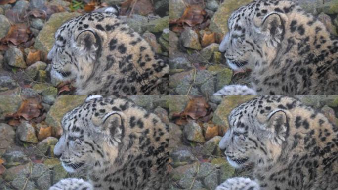 雪豹特写花豹野生动物猛兽