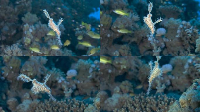 鬼pip鱼在背景上慢慢游动的是珊瑚礁，有鳞鱼。华丽的鬼管鱼或丑角鬼管鱼 (Solenostomus 