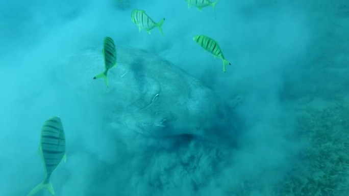 海牛 (Dugong dugon) 的肖像贪婪地在底部抬起淤泥的云层上吃海草，一群鱼金色的Treva