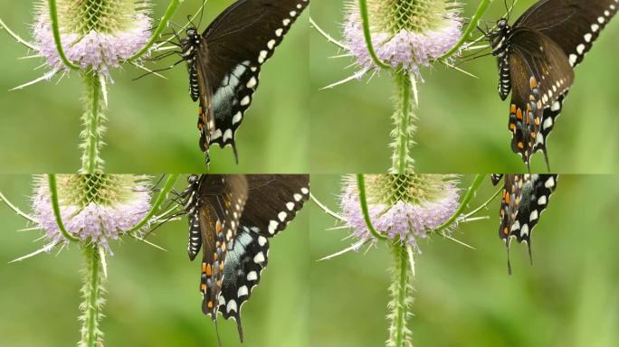 黑黄蝴蝶摄食紫花的极端宏观镜头