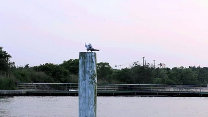 两只小海鸥站在水面上方的o杆上