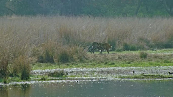 在湖岸发现了两只成年老虎