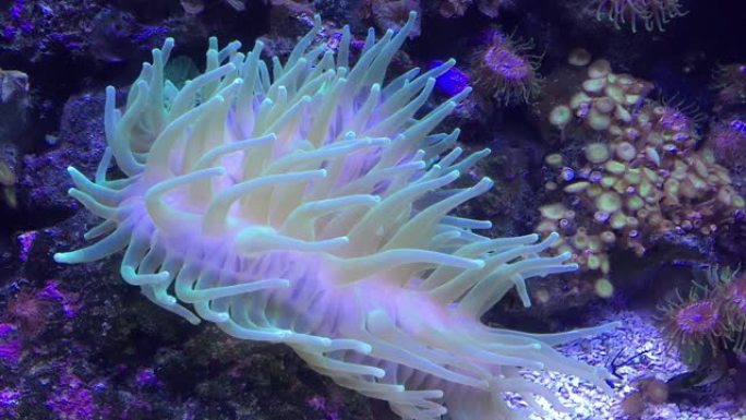 白色珊瑚小鱼花纹鱼