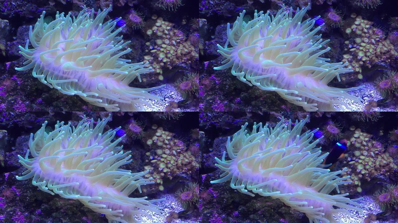 白色珊瑚小鱼花纹鱼