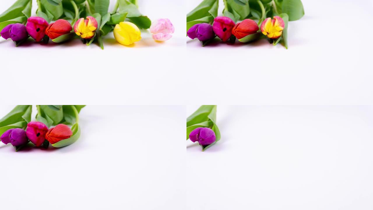 一排五颜六色的新鲜郁金香花在白色背景上一步步消失，带有复制空间