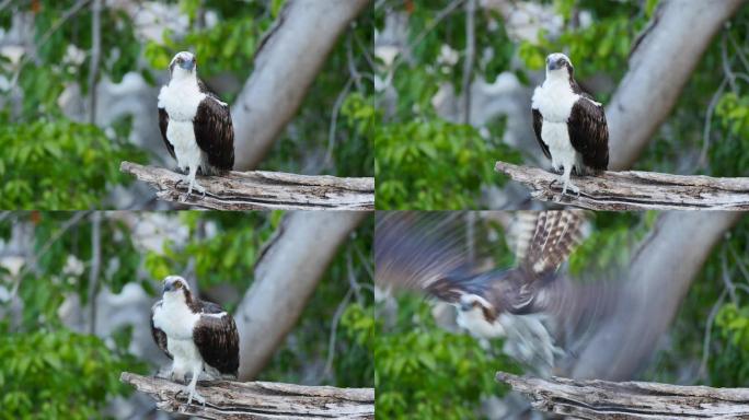 鸟类野生动物: 鱼鹰在慢动作中的离开-加勒比/库拉索岛