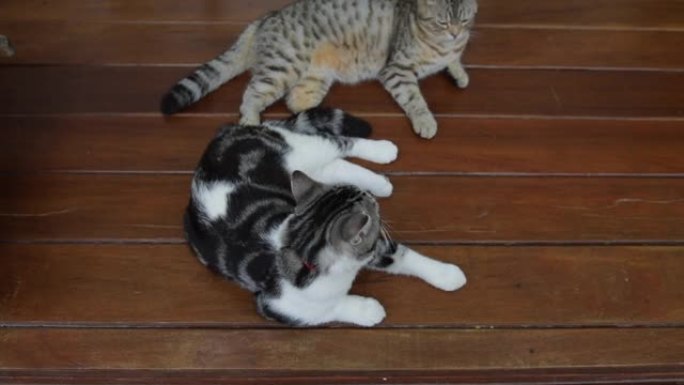 两只可爱的虎斑猫躺在木地板上。