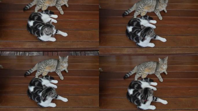 两只可爱的虎斑猫躺在木地板上。
