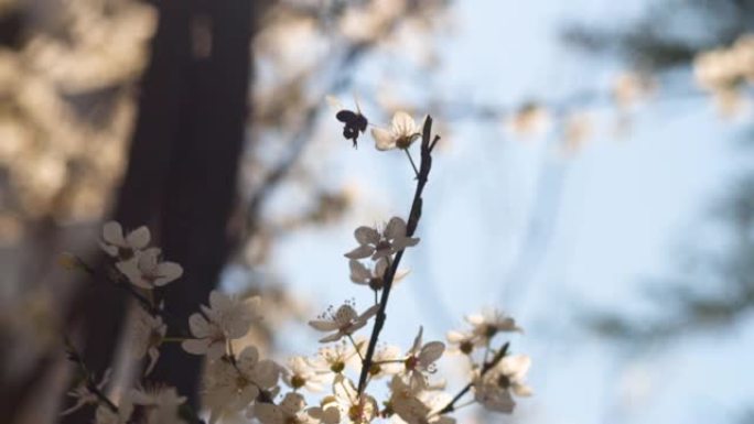 春天到了!升格视频素材萌芽春季空镜密封