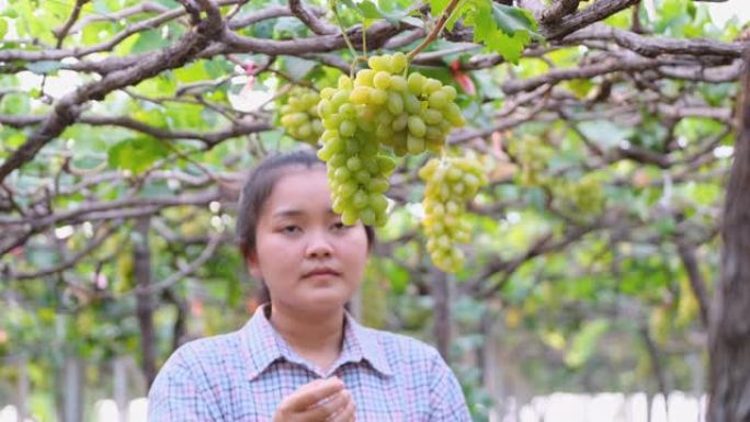 亚洲园丁女孩用不同的视角检查葡萄园葡萄的质量，产品看起来又好又新鲜