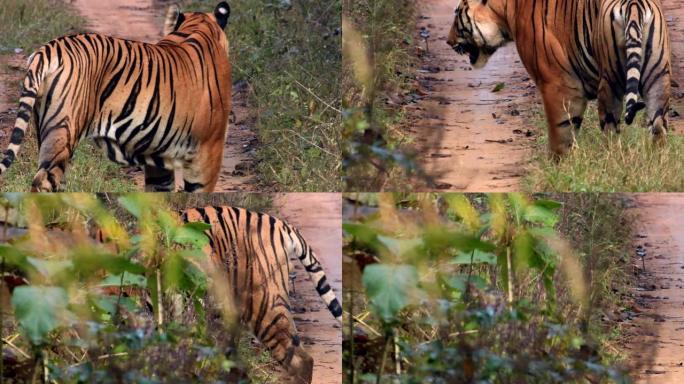 美丽的孟加拉老虎 (panthera tigris) in its自然栖息地