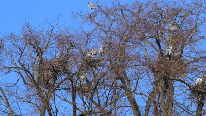 苍鹭在树顶上筑巢