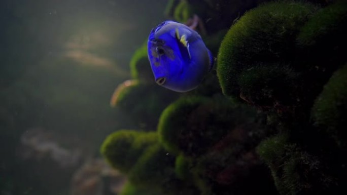 水族馆里美丽的蓝唐鱼