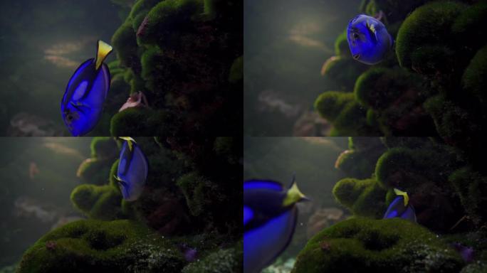 水族馆里美丽的蓝唐鱼