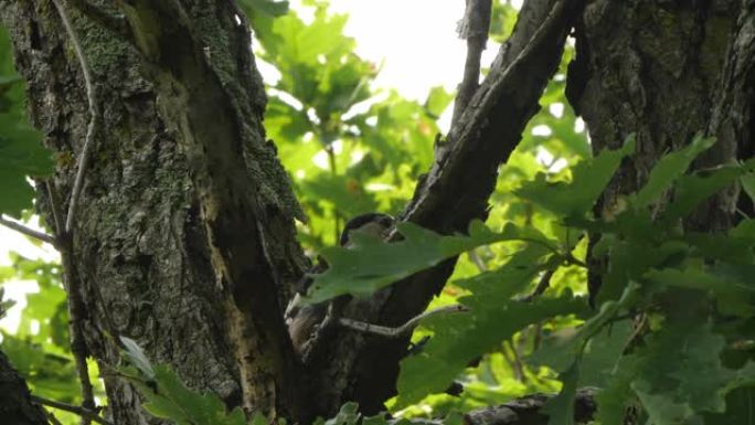 大斑啄木鸟 (Dendrocopos major) -兴安自然保护区