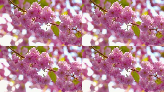 樱花-特写镜头，展示美丽盛开的日本樱桃树的惊人花朵-相机正在缓慢平移-浅层景深