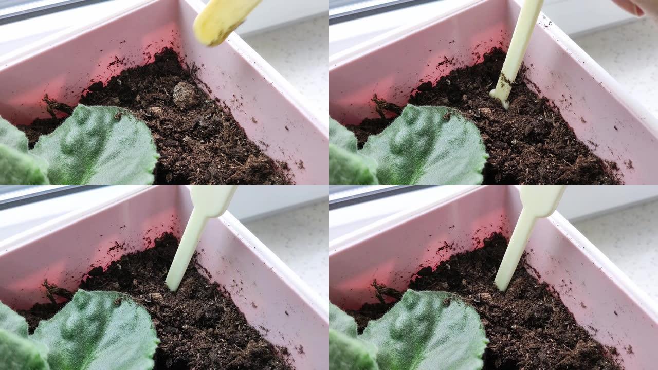 白色塑料刮刀被用力推入土壤，完全松动。盆栽室内植物