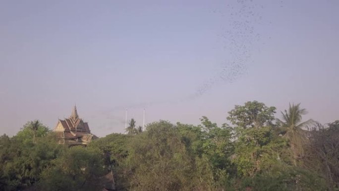无人机拍摄了成群的蝙蝠飞过树木。宝塔为背景
