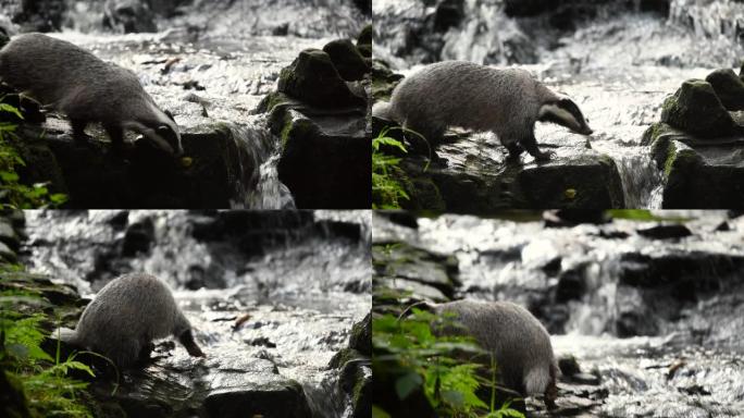 在森林里寻找食物的獾