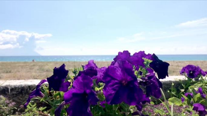 希腊海滨紫色天鹅绒热带矮牵牛特写