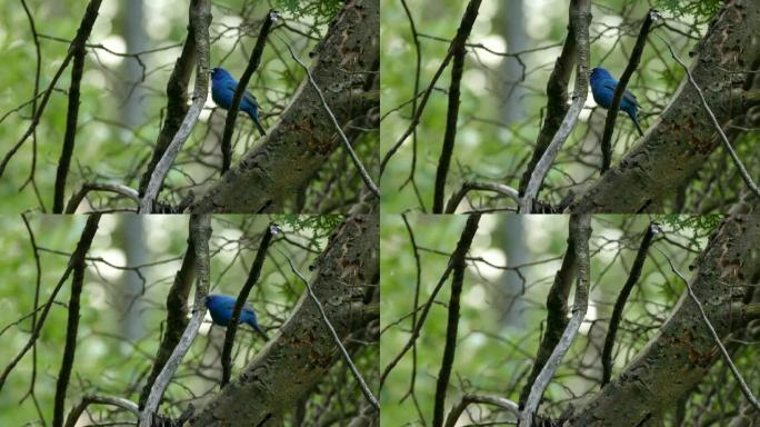 在加拿大野生林地森林中签名靛蓝彩旗发声鸟