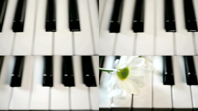 沿着钢琴键到一朵雏菊花