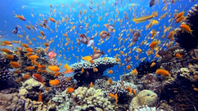 有五颜六色的珊瑚和鱼的海底世界