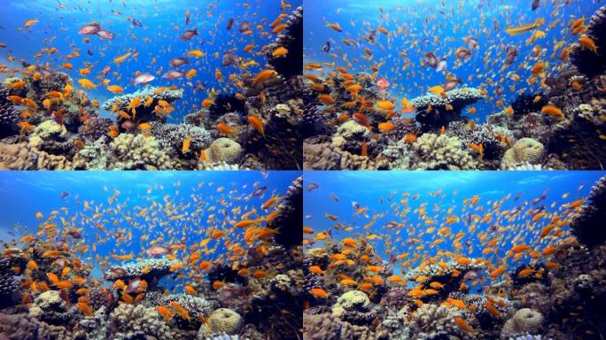 有五颜六色的珊瑚和鱼的海底世界