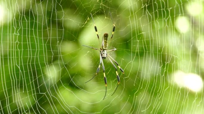 巨大的蜘蛛在网上休息，而风正在轻轻地吹动它的弦
