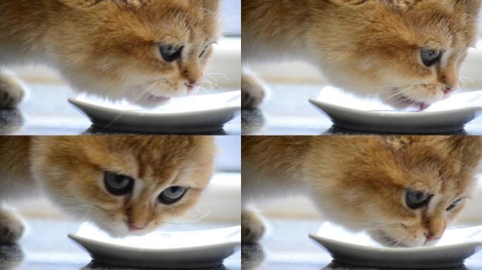 可爱的英国品种的金色小猫从碟子里舔新鲜的牛奶，猫的脸特写
