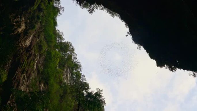 蝙蝠飞出鹿洞空镜素材