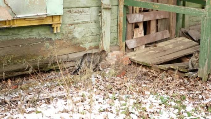 坐在旧废弃房屋门廊上的街头猫