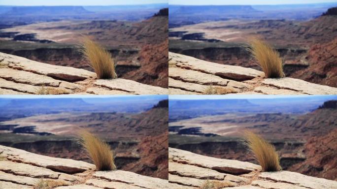 犹他州峡谷地国家公园的台地上，一簇草从岩板的裂缝中生长出来，并被强风吹拂