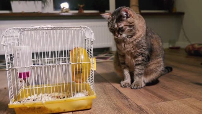 宠物。猫看着仓鼠住的笼子。