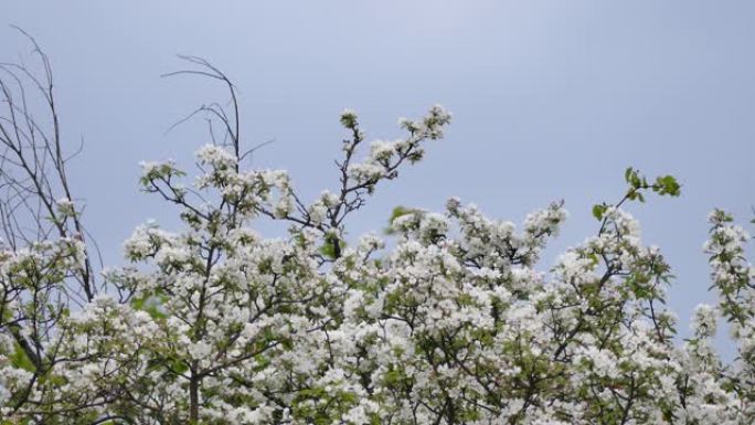 春天在开花树上多次拍摄黄鹂鸟