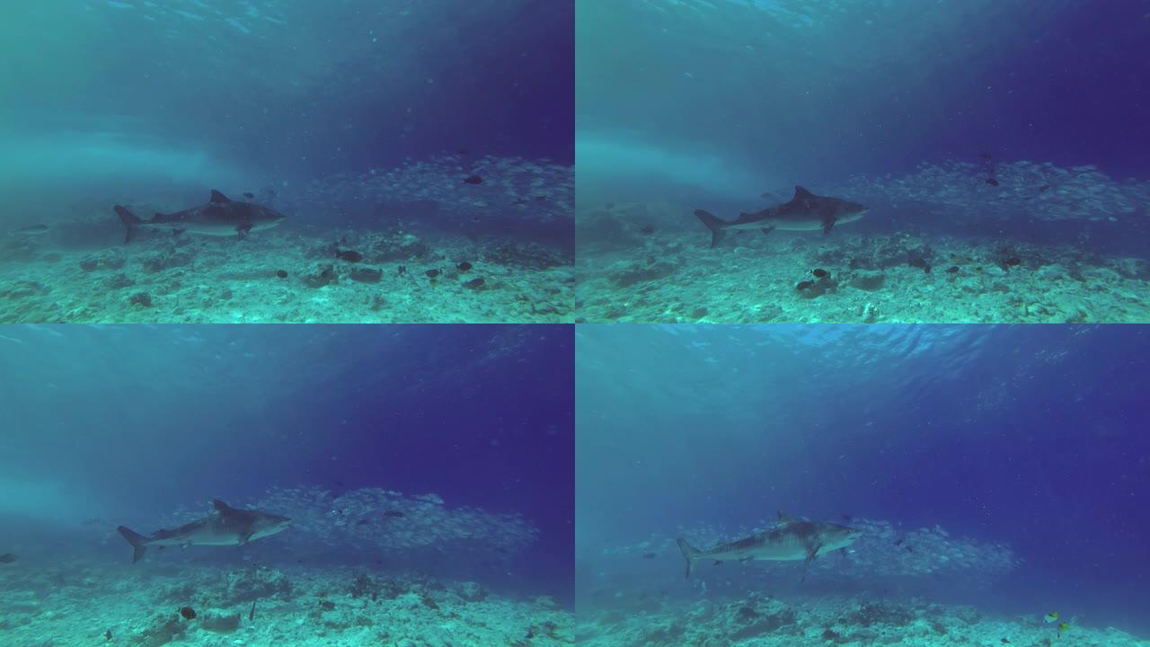 老虎鲨鱼-Galeocerdo cuvier swim over reef