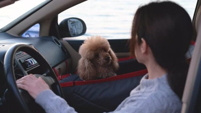 驾驶汽车和狗的年轻女子坐在汽车的前排座位上。