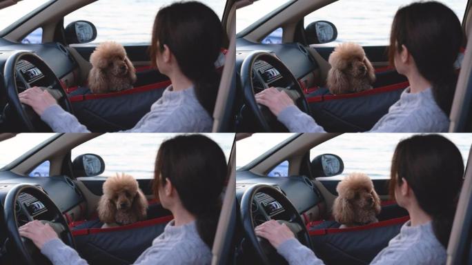驾驶汽车和狗的年轻女子坐在汽车的前排座位上。